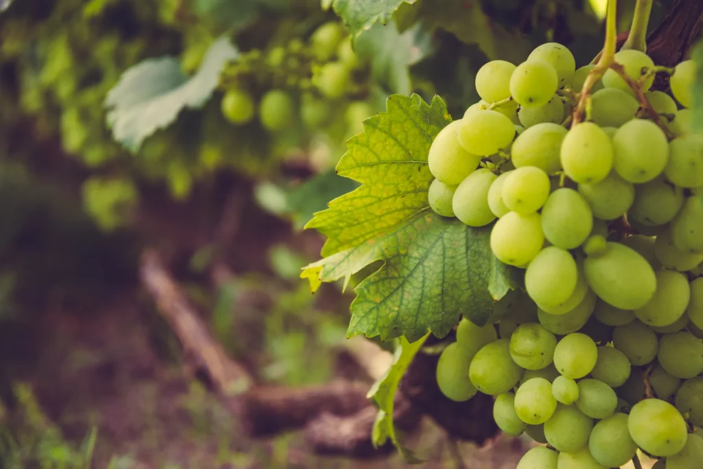 Close-up of green wine grapes growing in Napa Valley vineyard